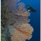 sea fan