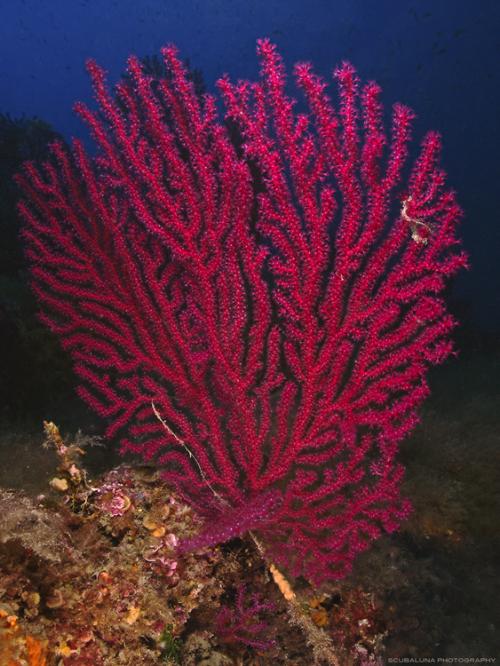 Sea Fan