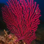 Sea Fan