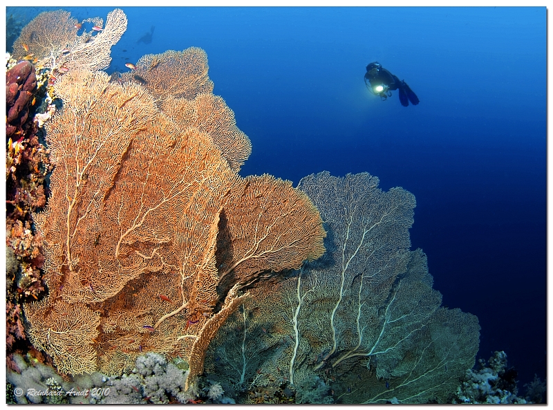 sea fans II