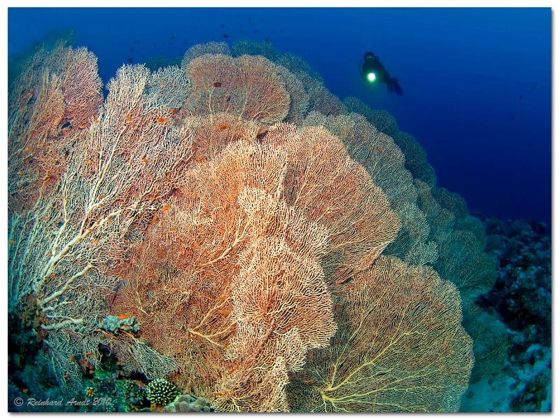 sea fans III