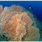 sea fans III