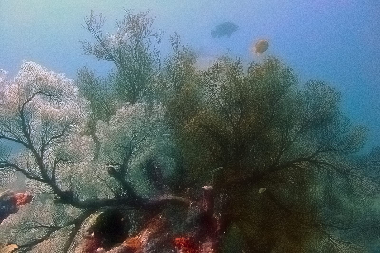Sea fans under the water