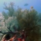 Sea fans under the water