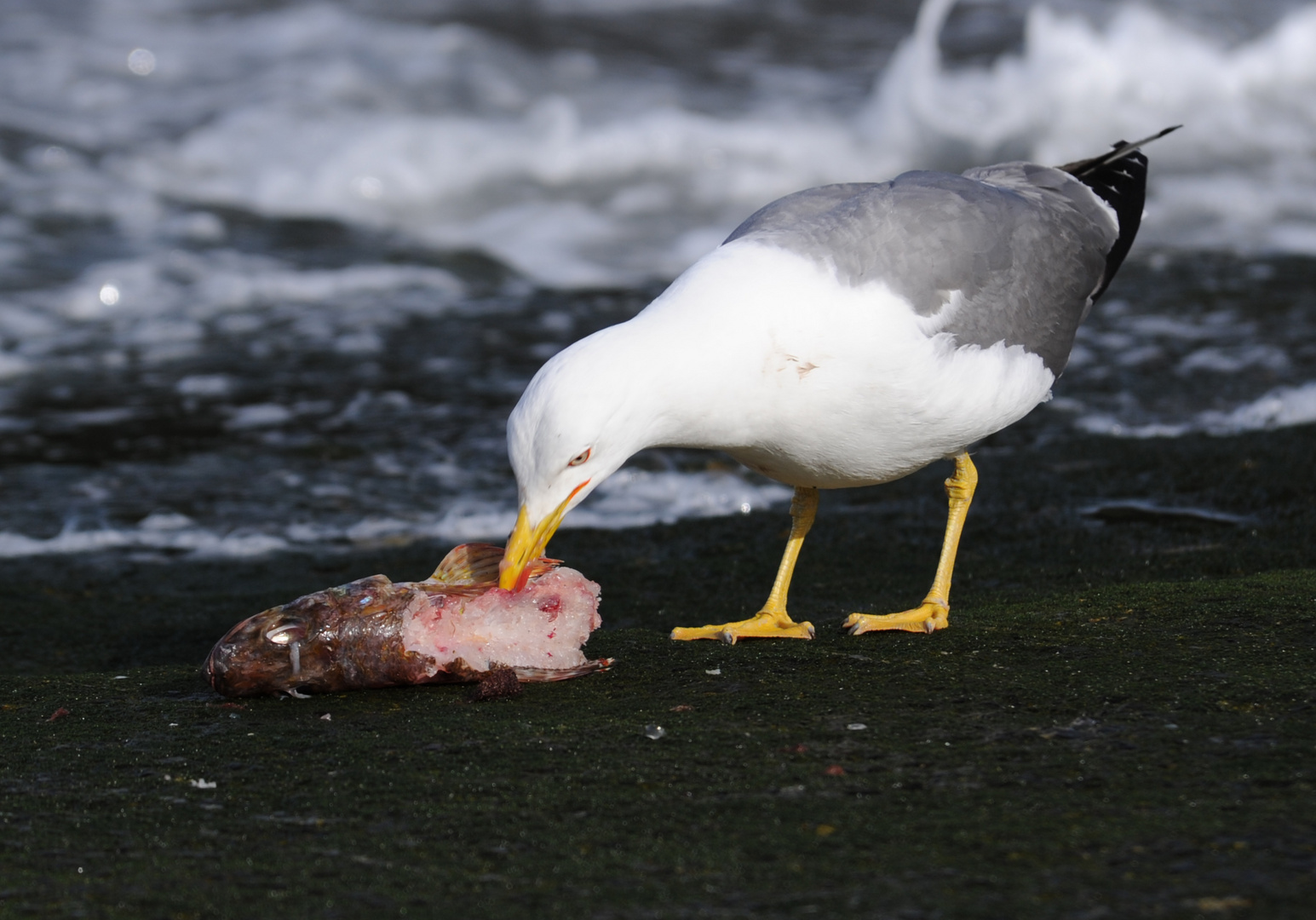 ...Sea fast food...!