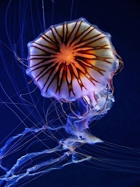 sea flower