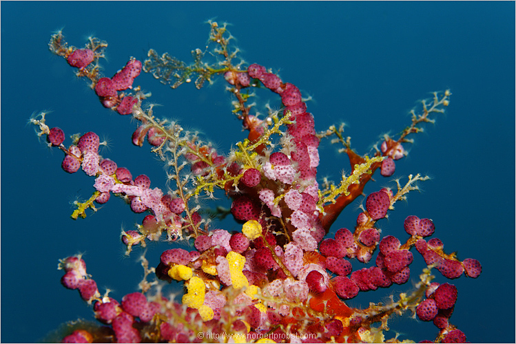 [ Sea Flowers ]