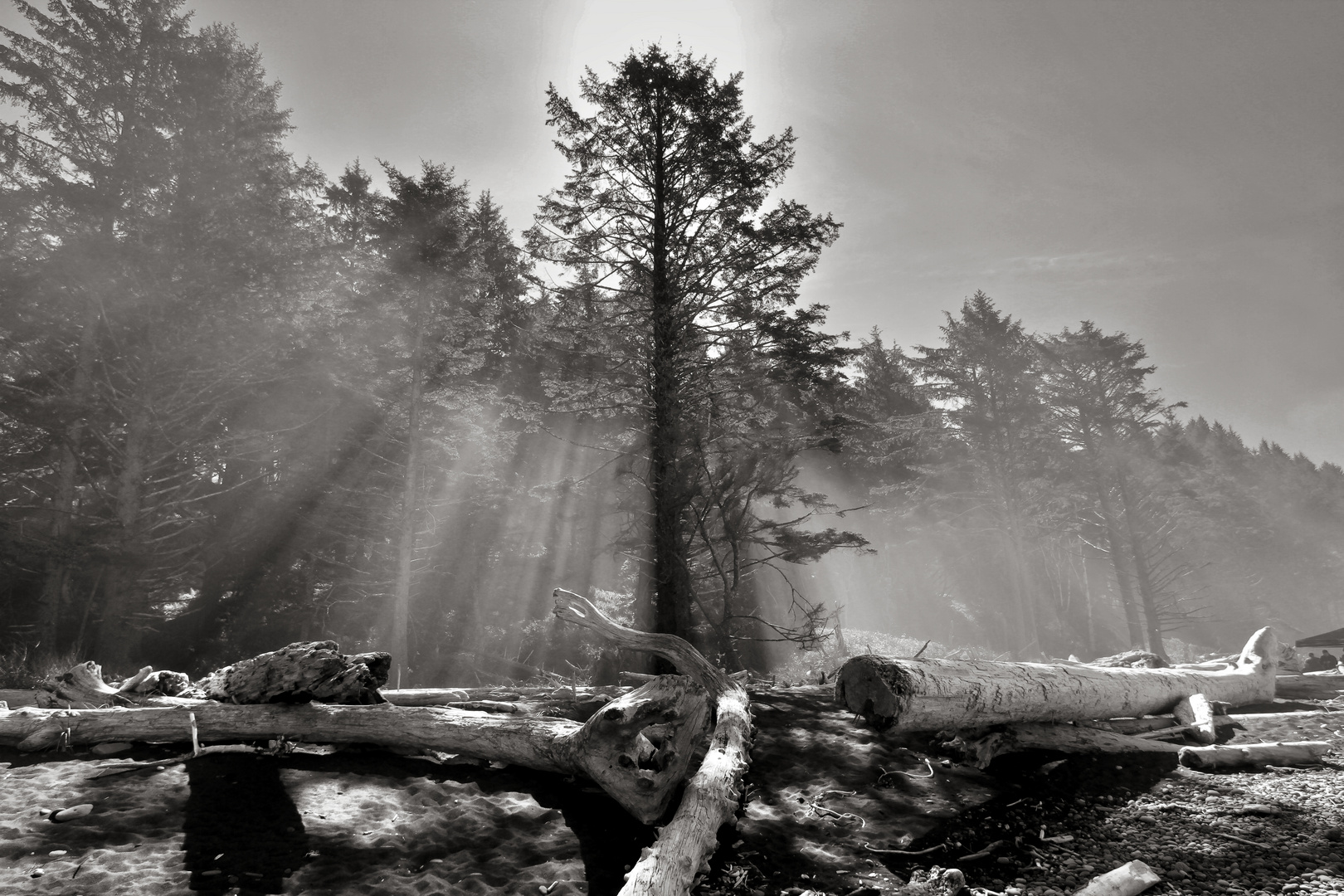 Sea fog at Rialto Beach  -  Seenebel am Rialto Strand