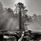 Sea fog at Rialto Beach  -  Seenebel am Rialto Strand