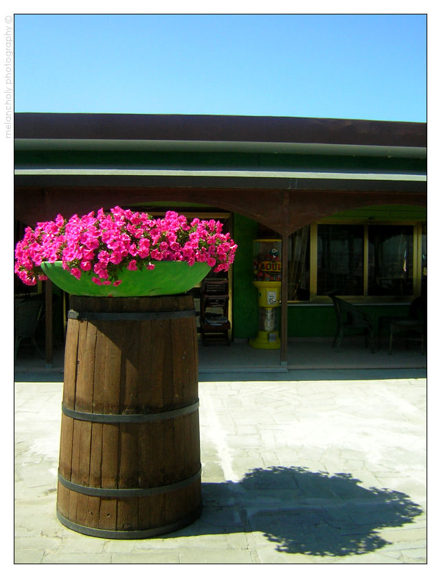 Sea Fuxia Flowers