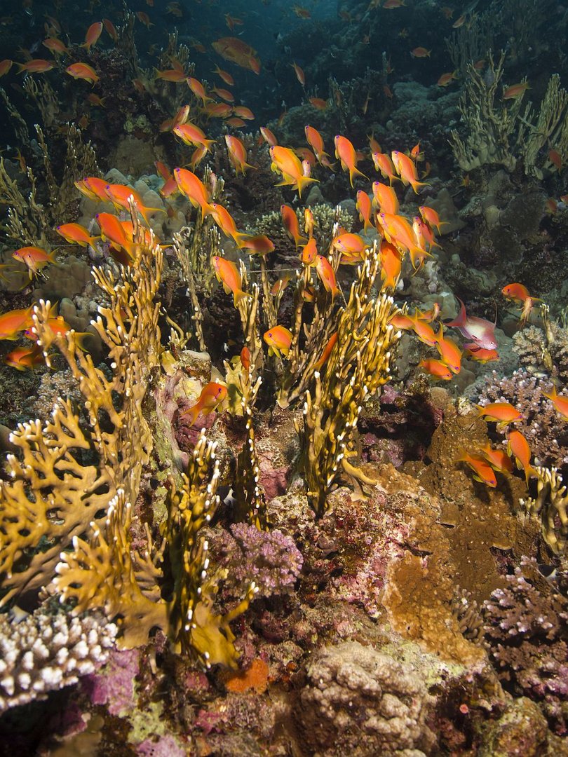 Sea Goldies