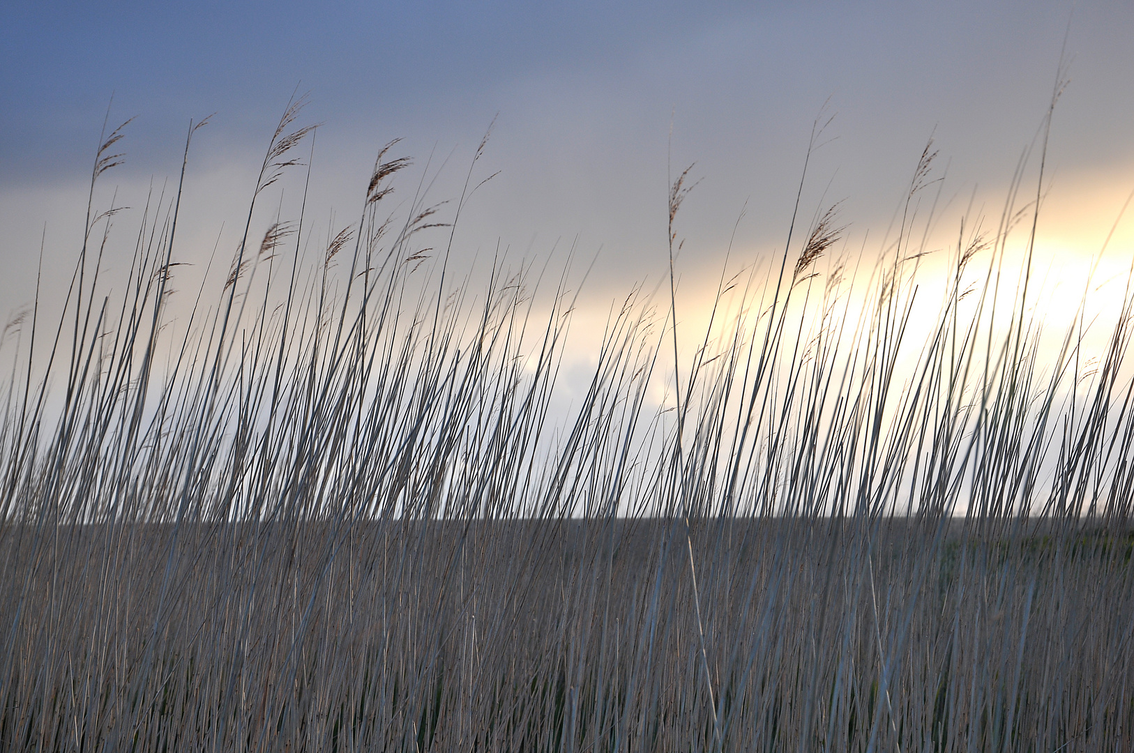 sea grass