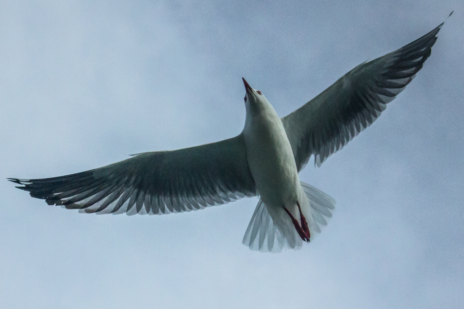 Sea Gull