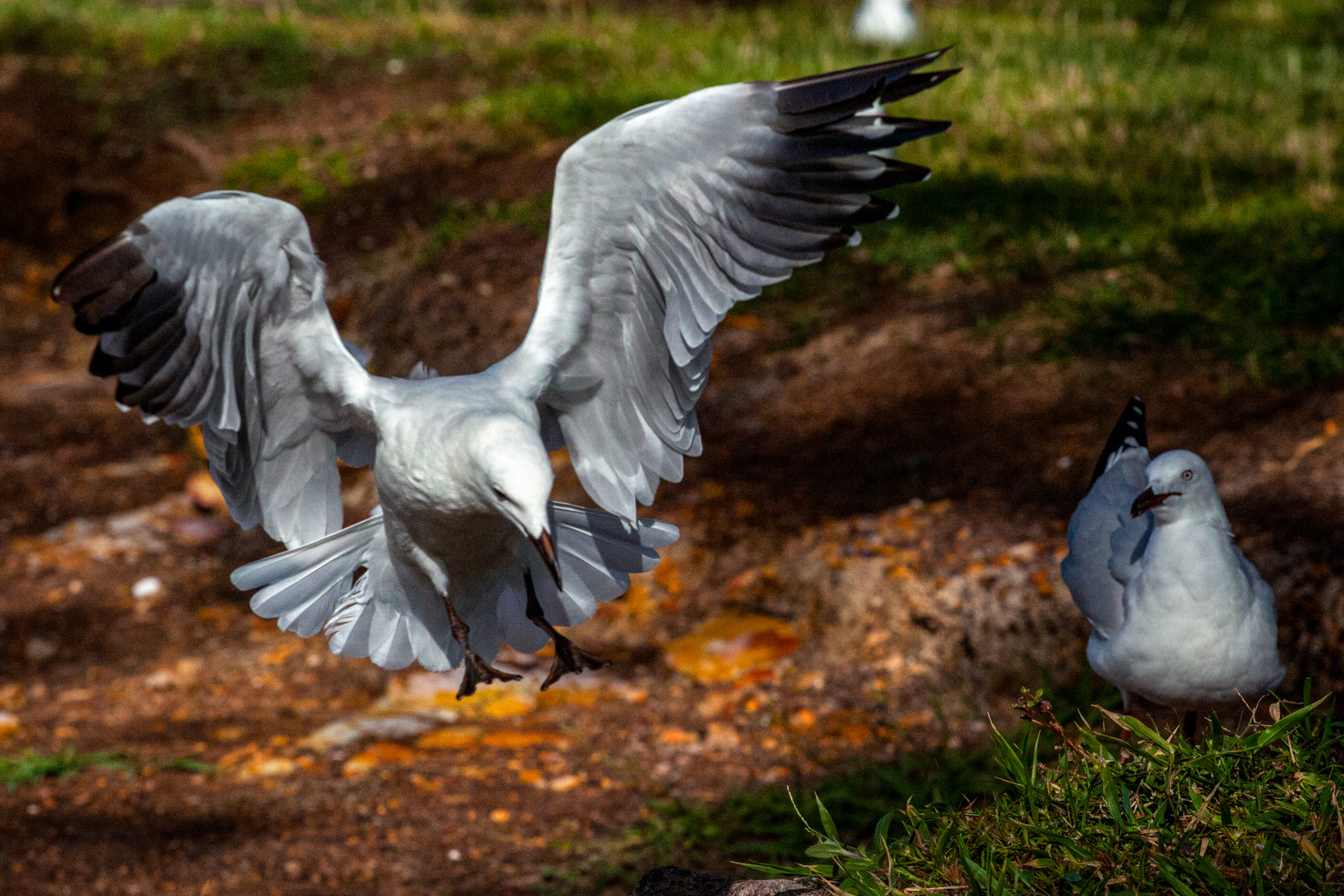 Sea Gull