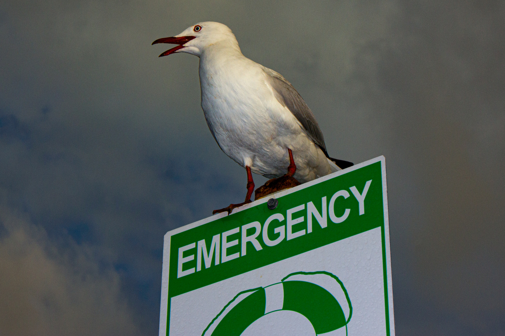 Sea Gull