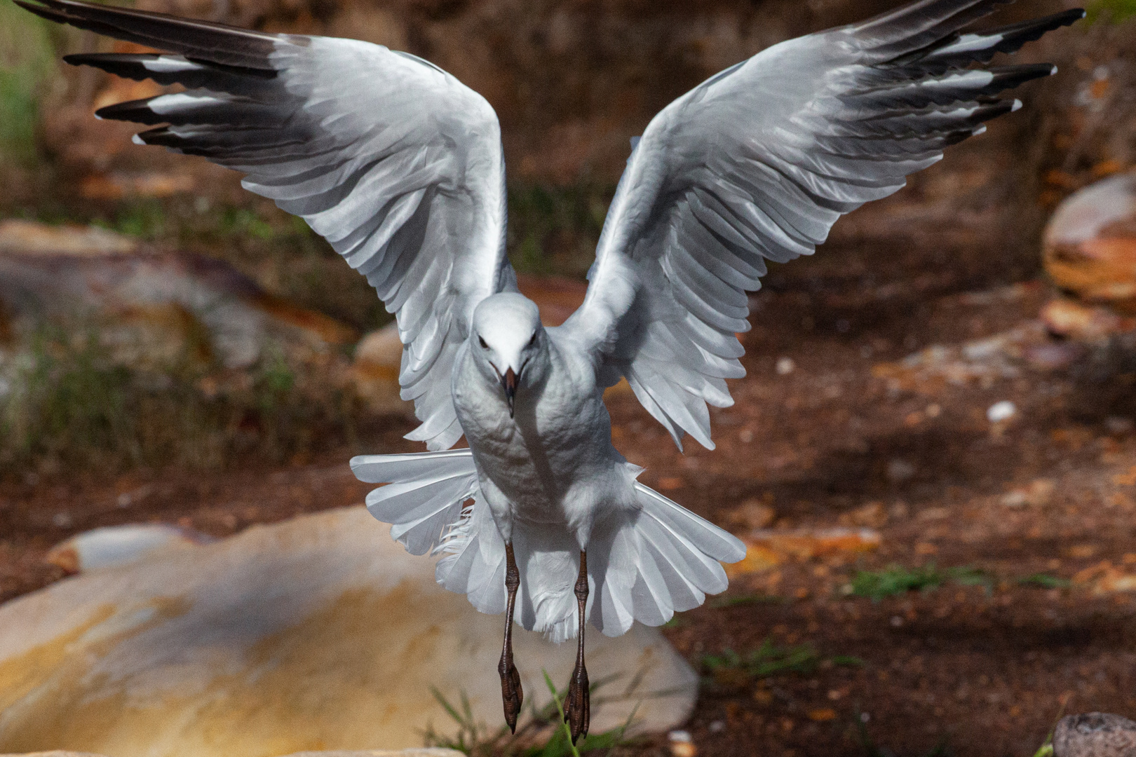 Sea Gull