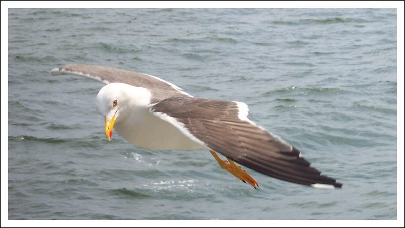 Sea Gull 2