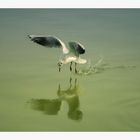 Sea-gull