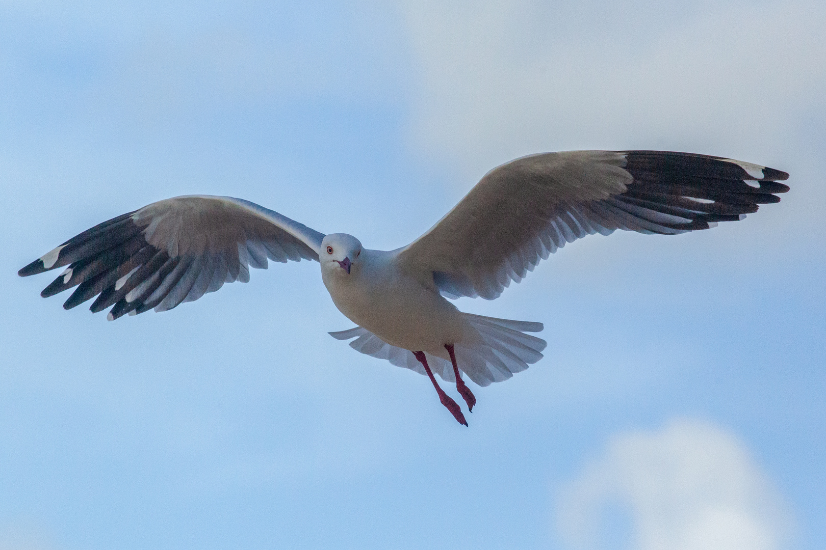 Sea Gull