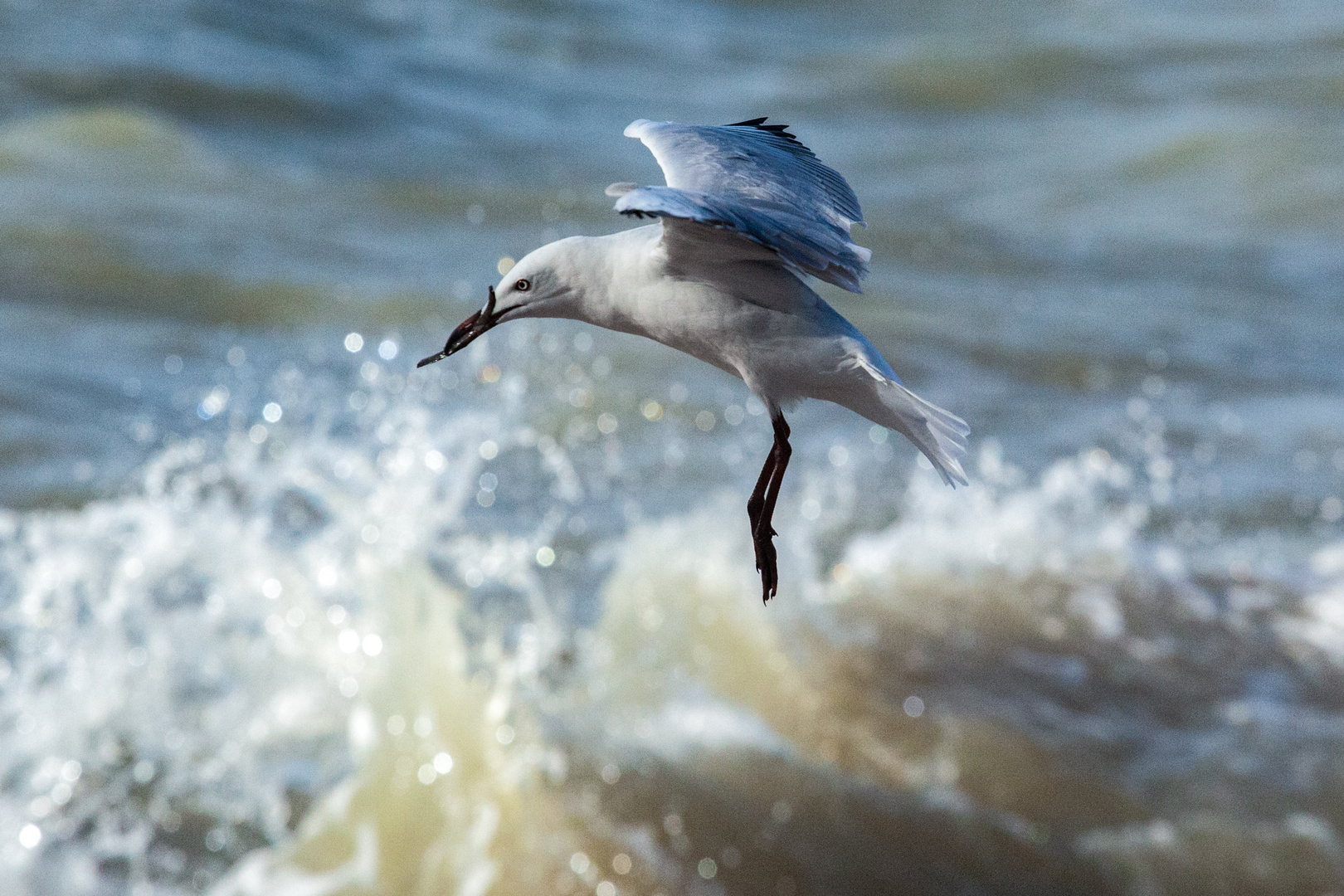 Sea Gull