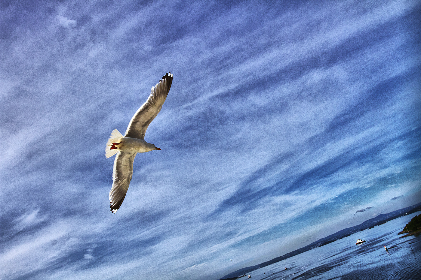 Sea Gull