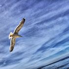 Sea Gull