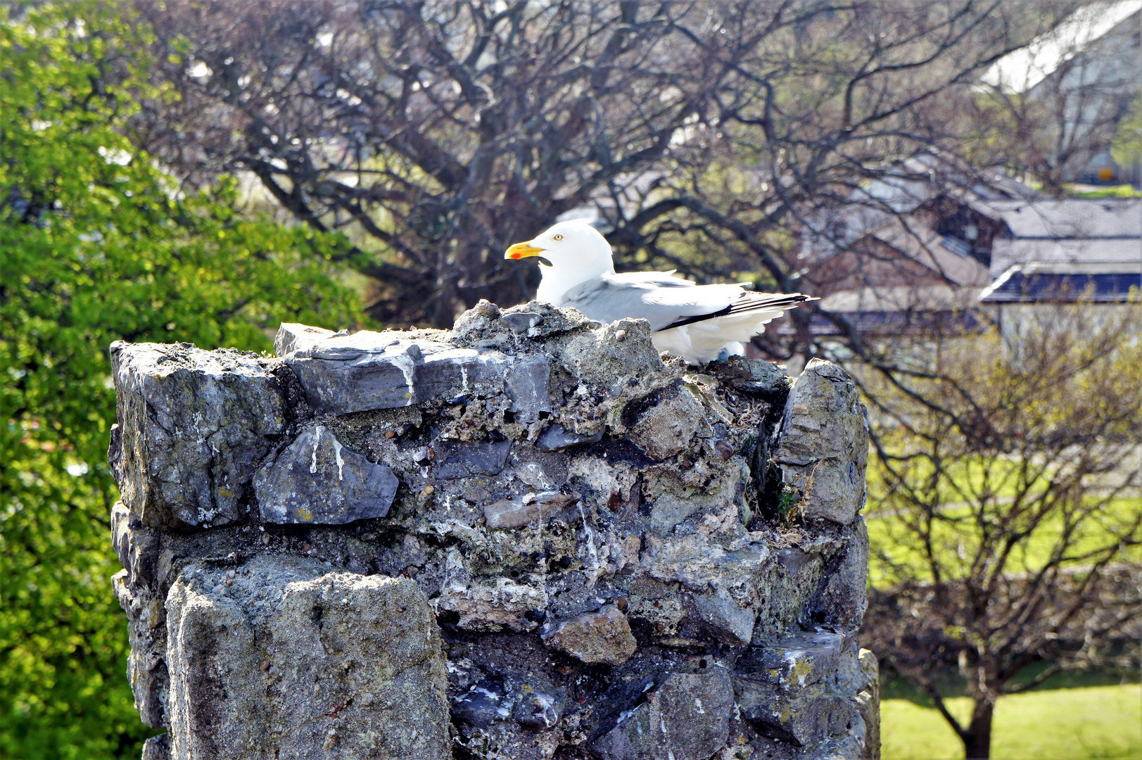 Sea gull