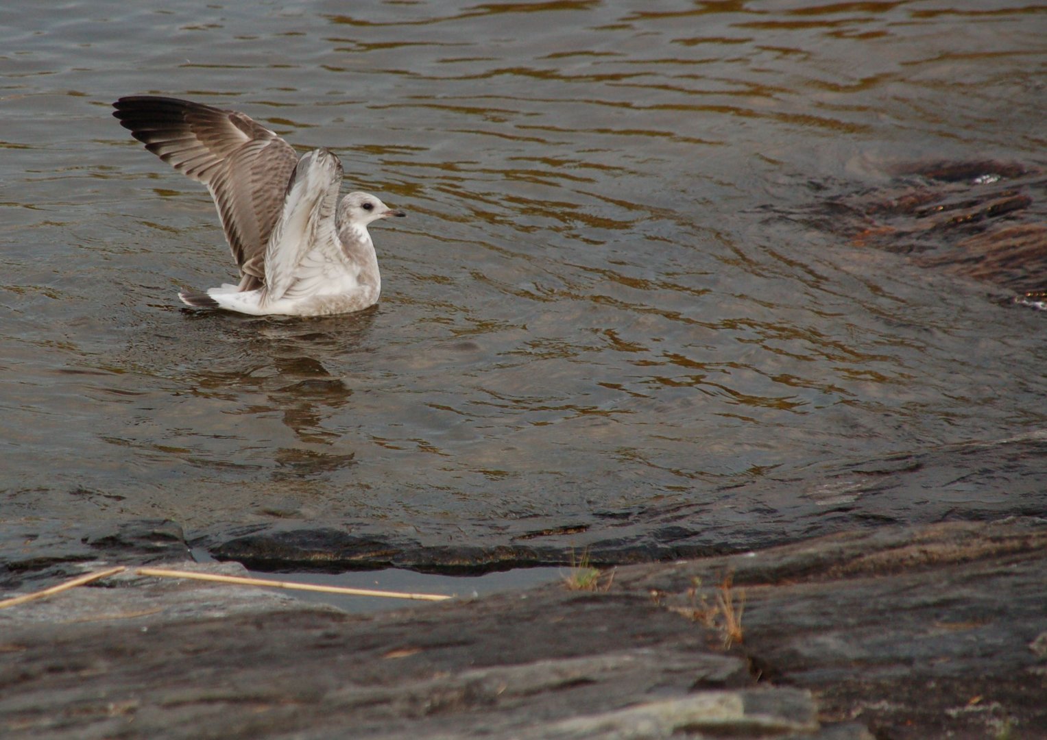 sea-gull