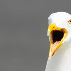 Sea gull