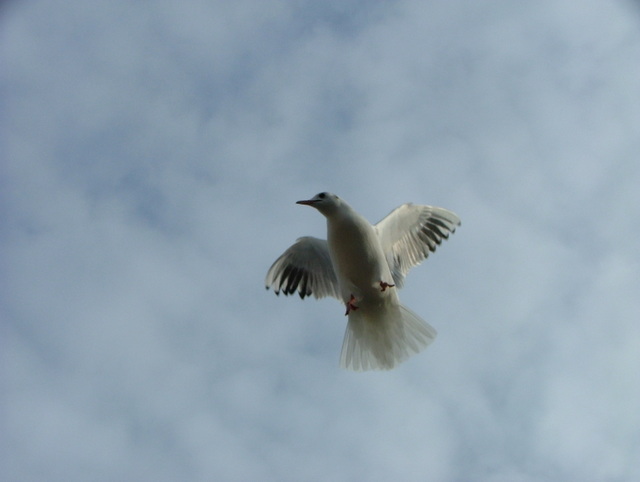 sea gull