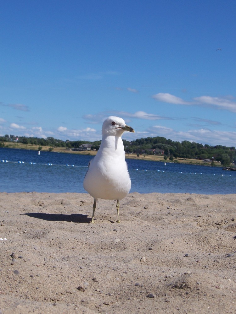 Sea gull