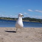 Sea gull