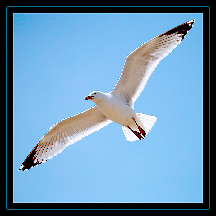 Sea gull