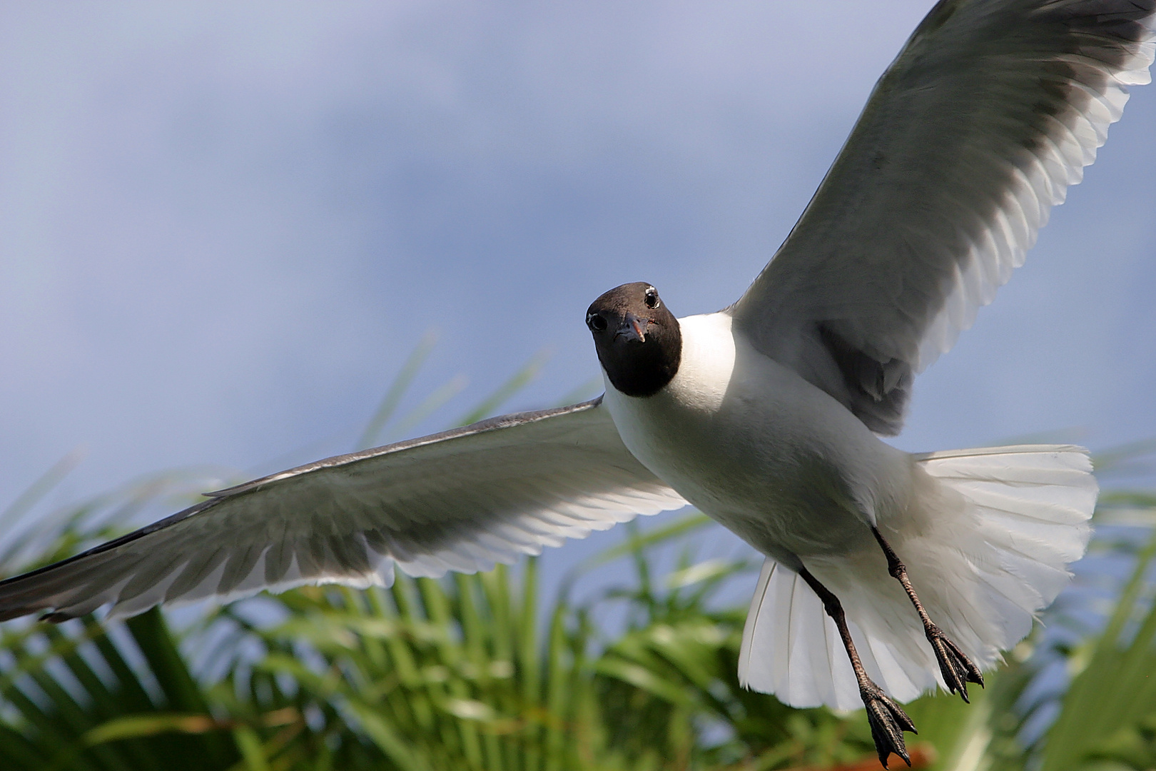 Sea Gull