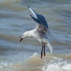 Sea Gull