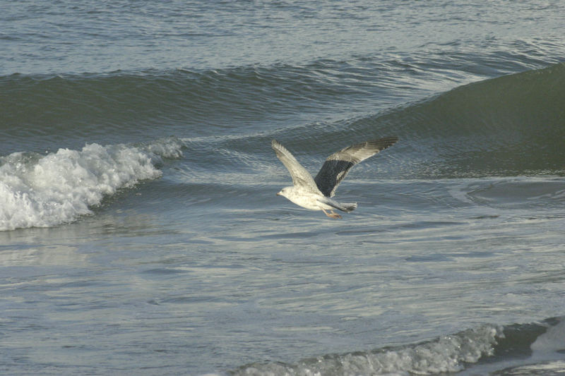 sea gull at cromer/uk