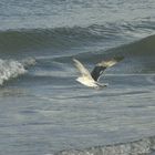 sea gull at cromer/uk