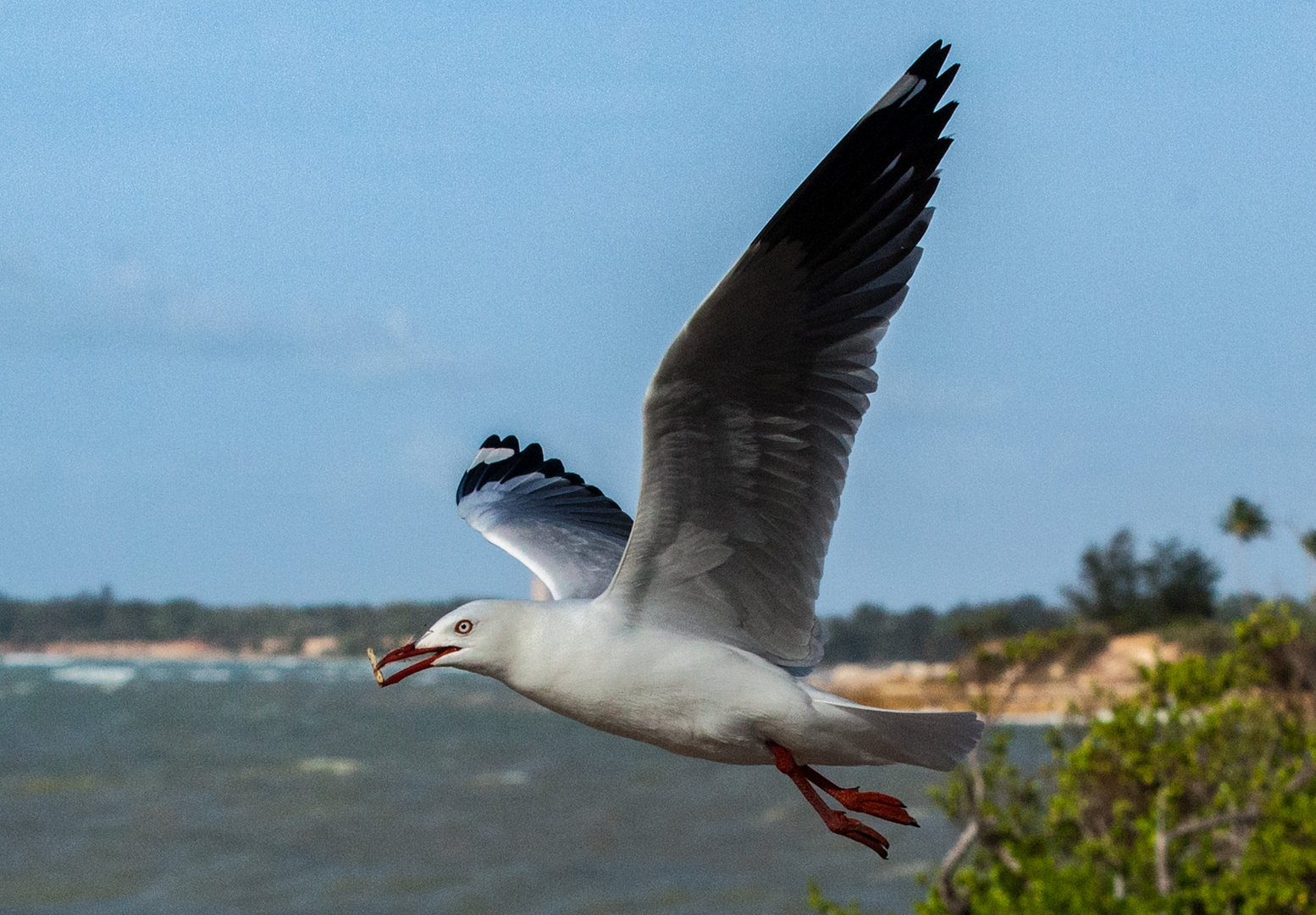 Sea Gull