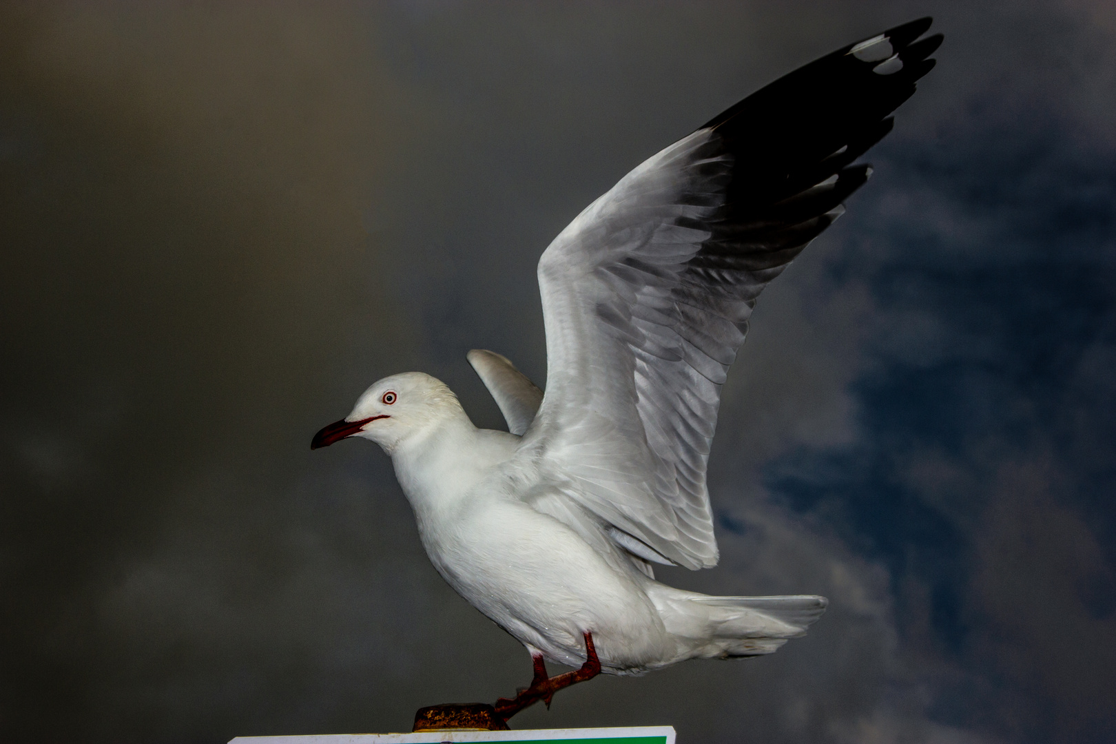 Sea Gull