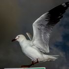 Sea Gull