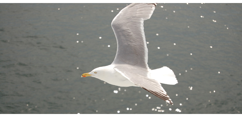 .sea gull