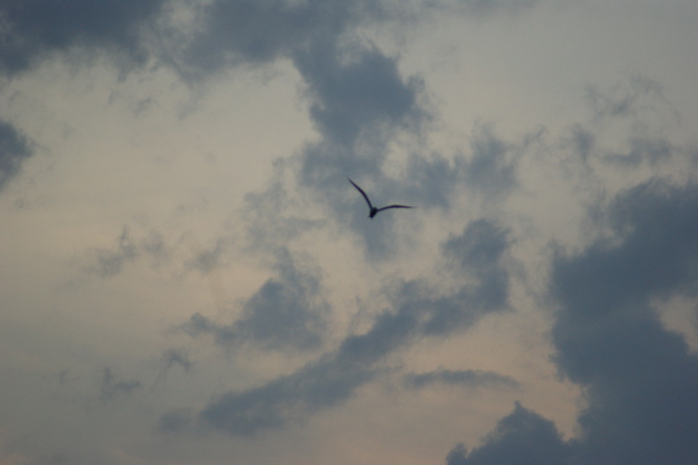 Sea Gull Before the Storm comes