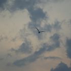 Sea Gull Before the Storm comes