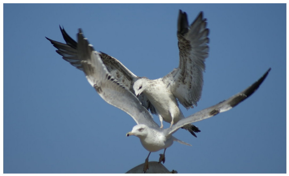 Sea Gull