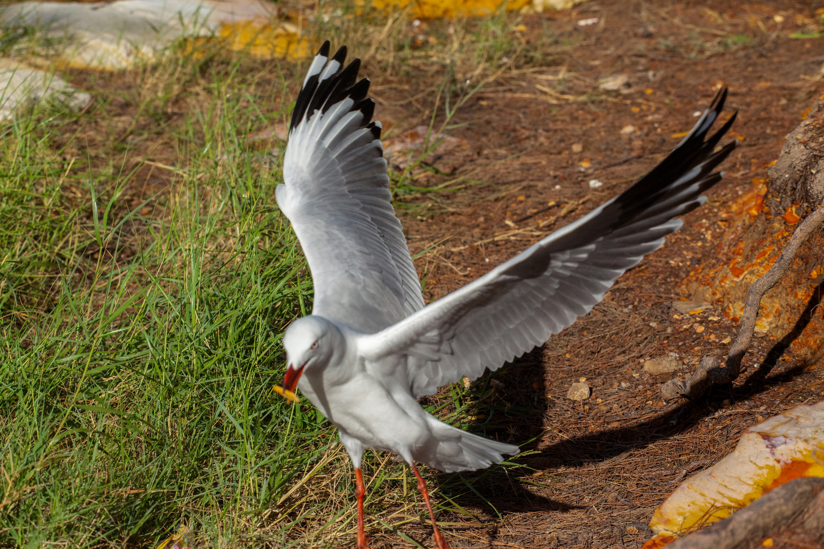 Sea Gull