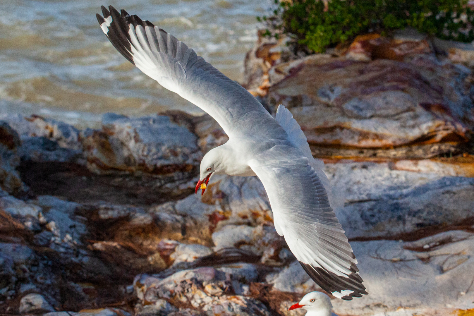 Sea Gull