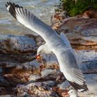 Sea Gull