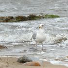 sea gull