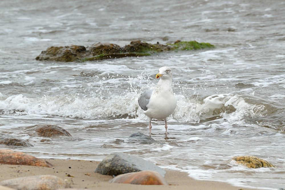 sea gull