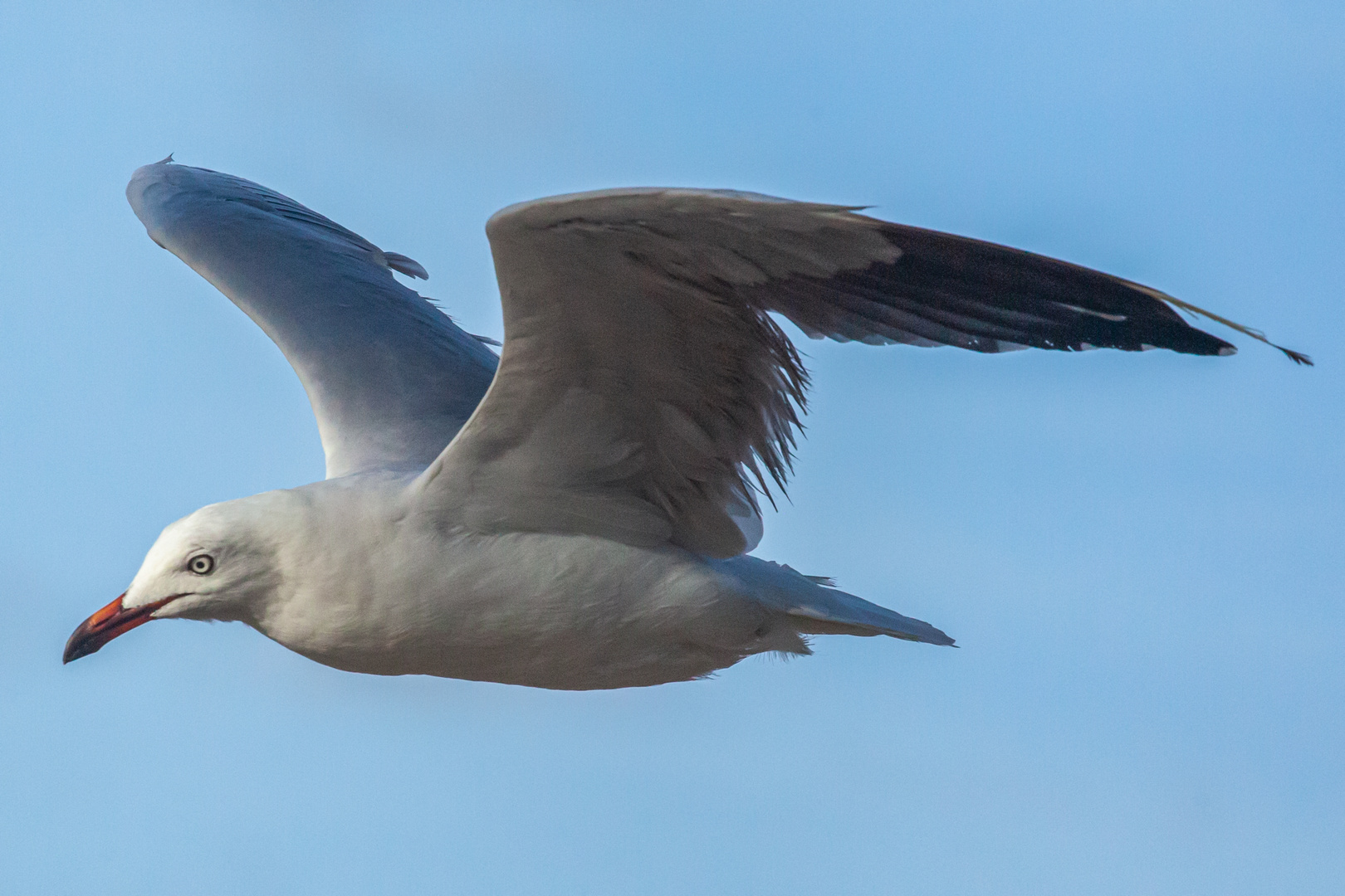 Sea Gull